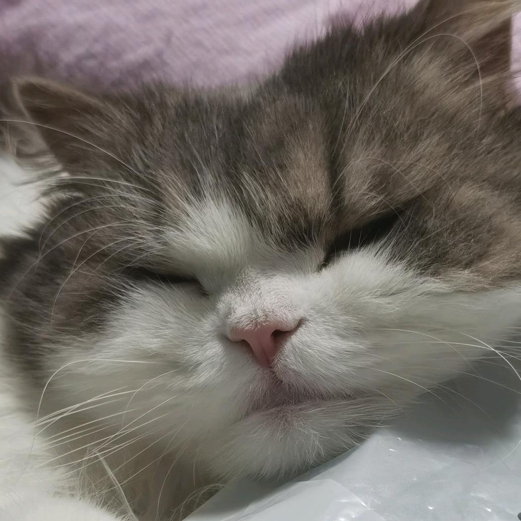 日日饮茶