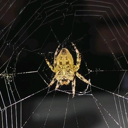 不想当老法师的辅助