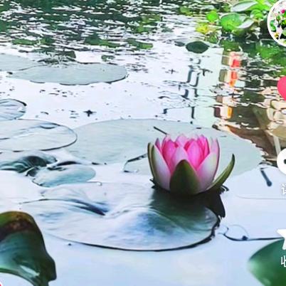 微笑向暖，浅笑安然