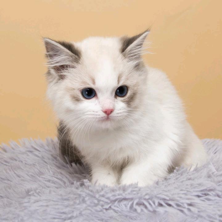 王磬祁氏音乐。