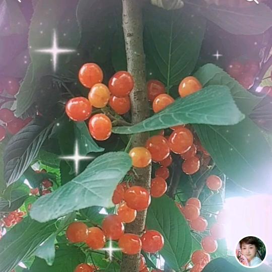 小琴琴