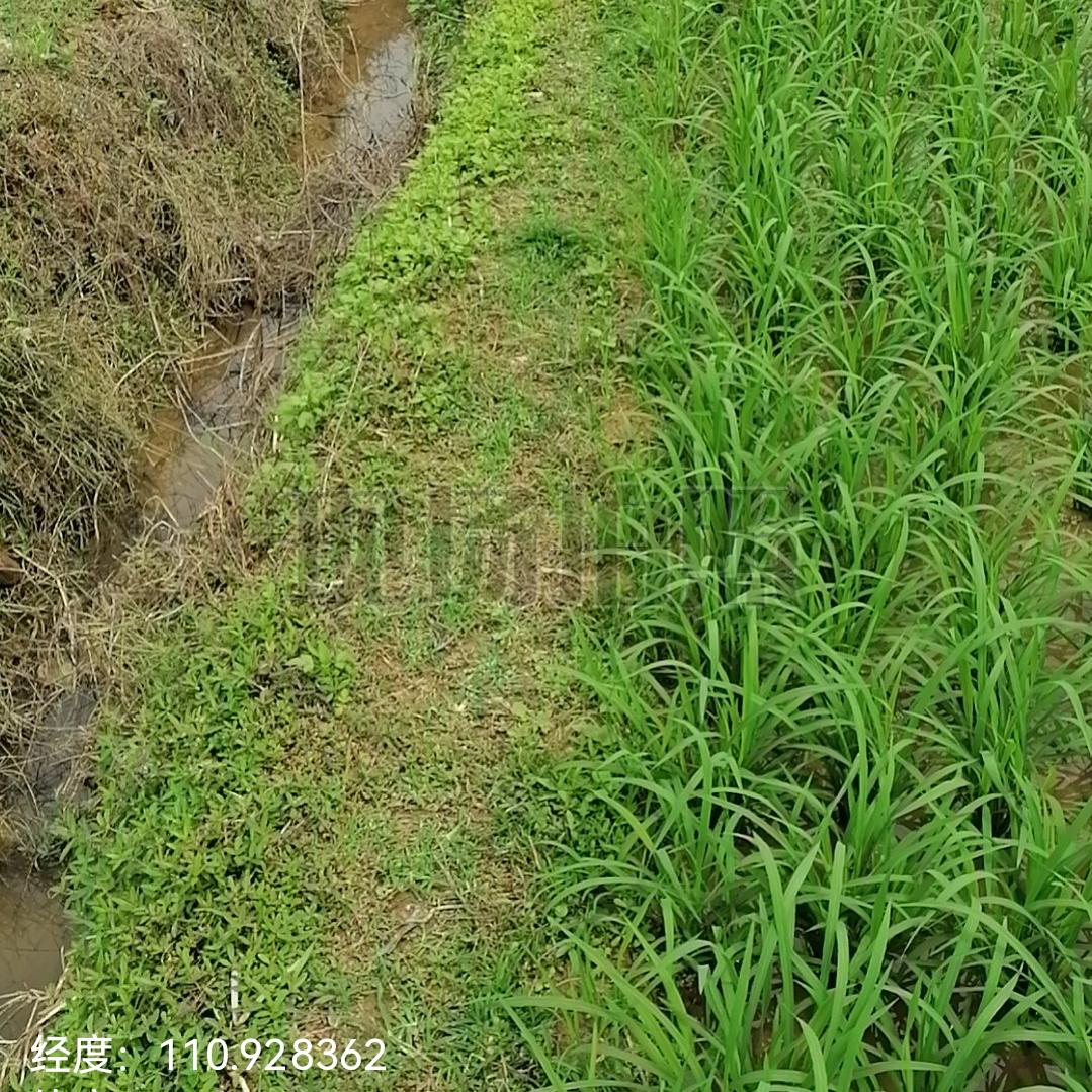 赖芝明
