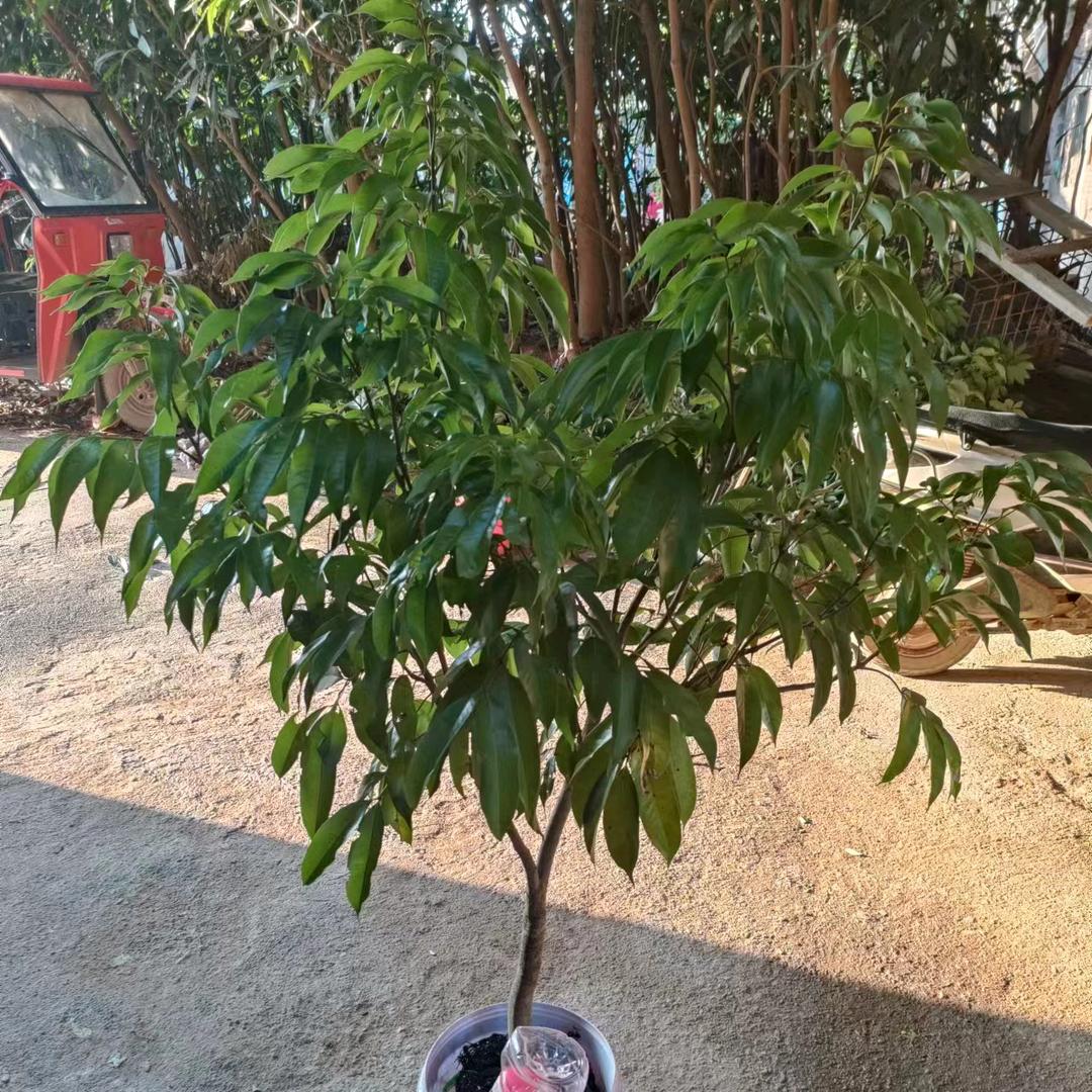 广贸果树苗木专营店