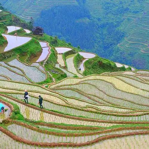 叶帅