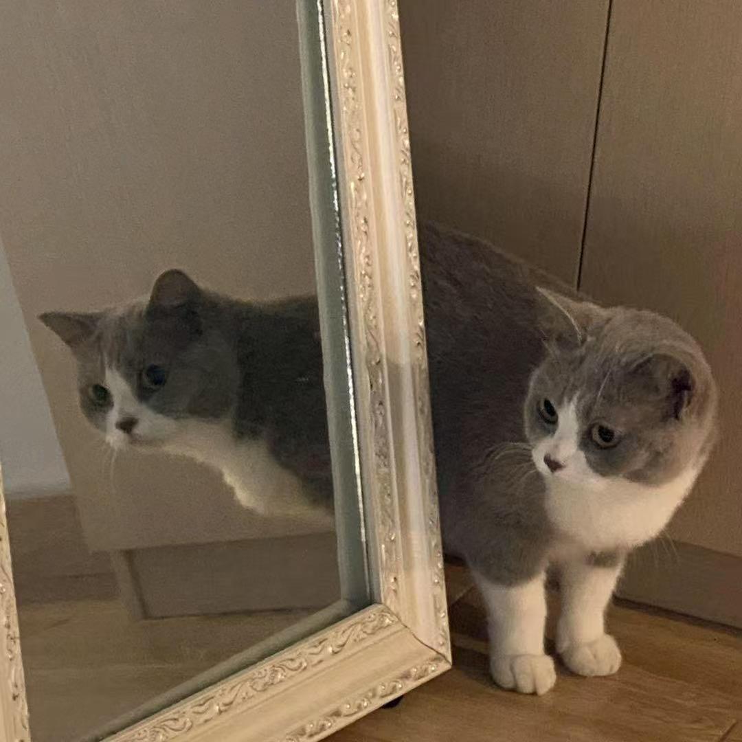 碎巳