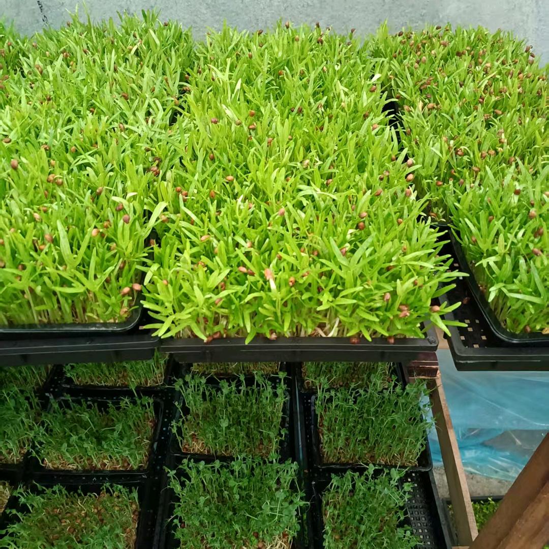 凤阳县香椿芽苗菜直销