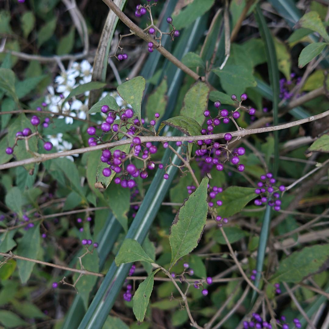 🌺小甜心🌾🌾🌾