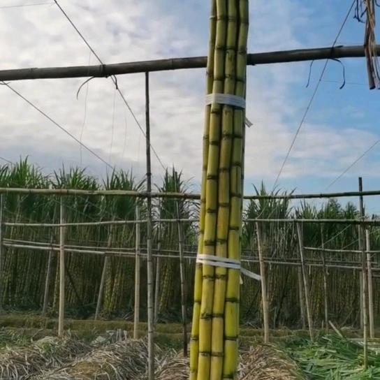 宁波小罗1号1-1仓超级青皮甘蔗🏅