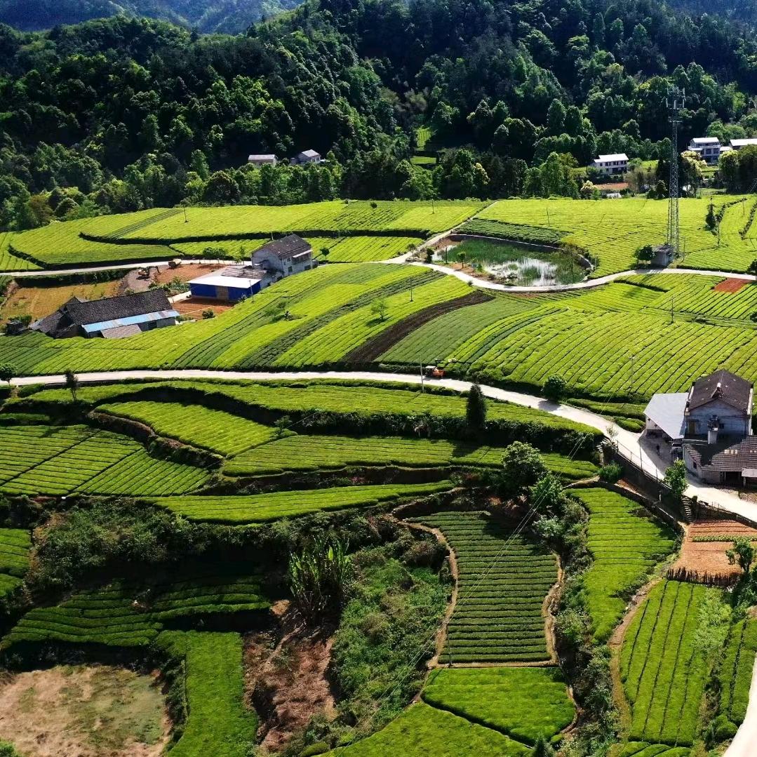 胖小勤