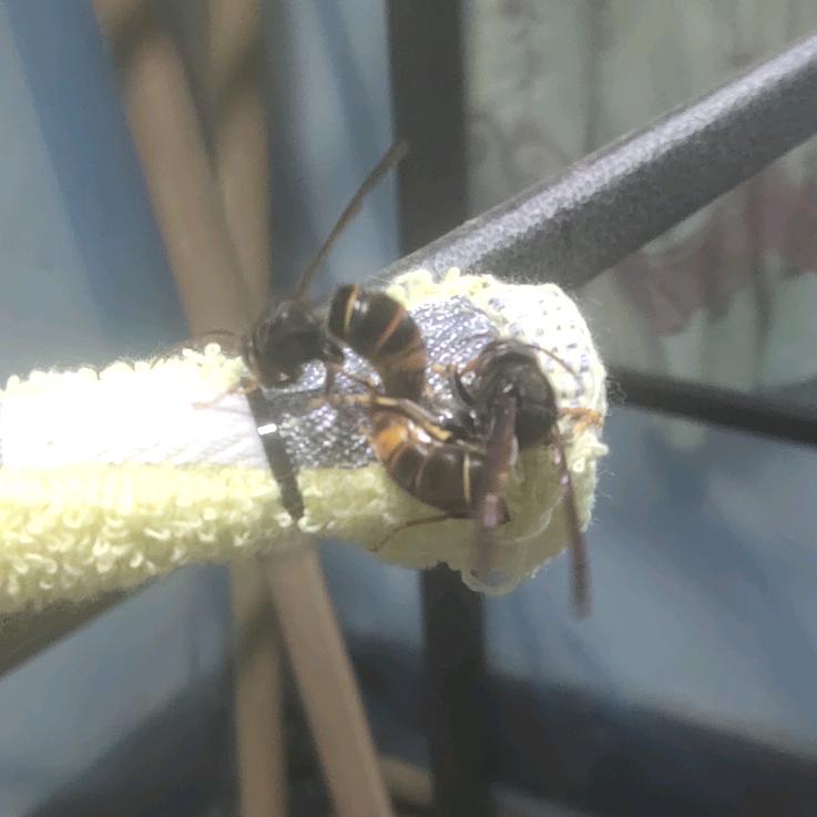 长顺胡蜂养殖