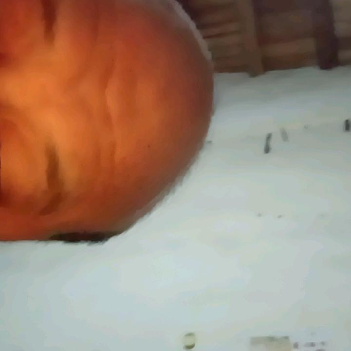 离婚强哥