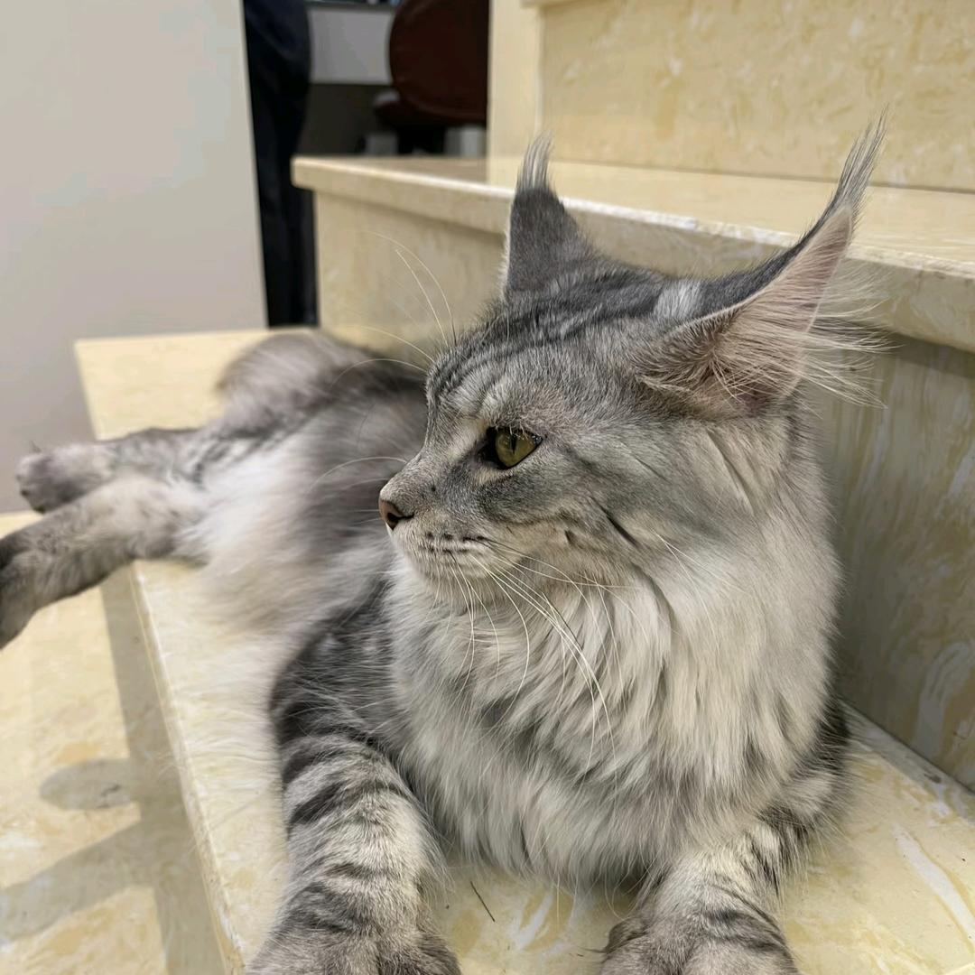 零狼