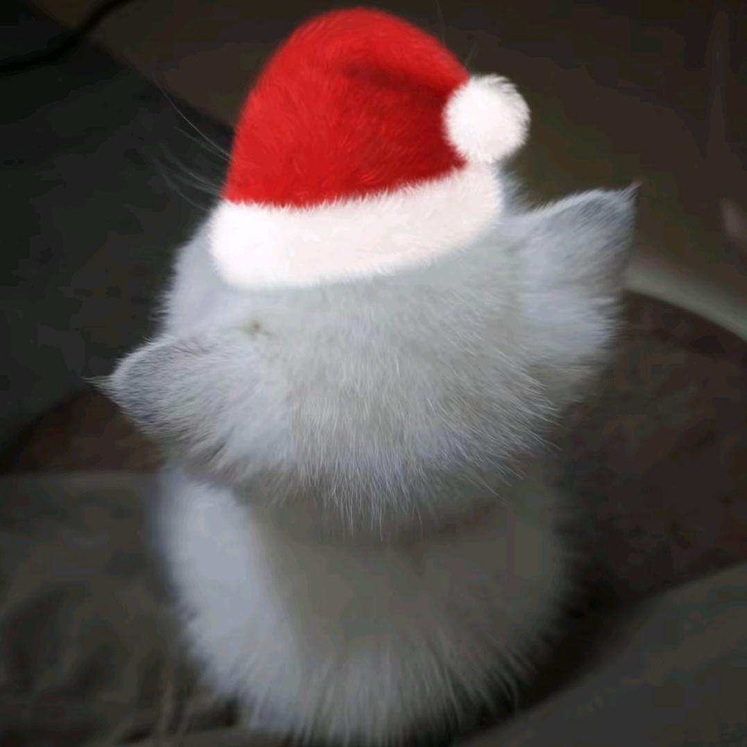 you鱿鱼