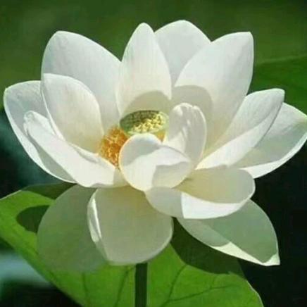 奶奶吉祥