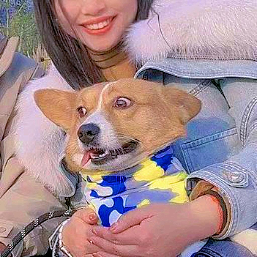 柯基短腿殿下