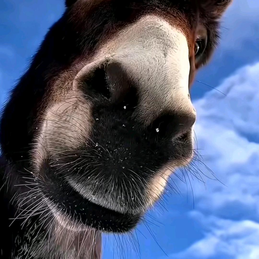 ⊱🦋离别开出花⊰