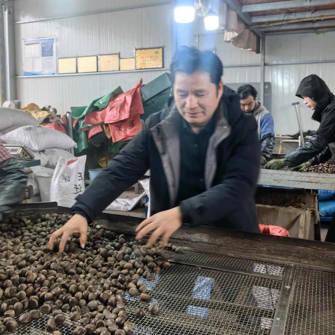 长沙板栗苹果批发
