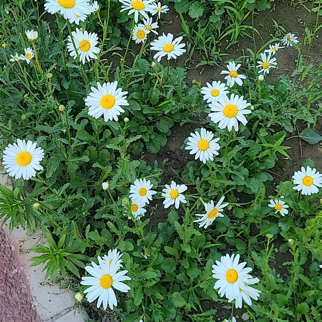 烫嘴的小汤圆