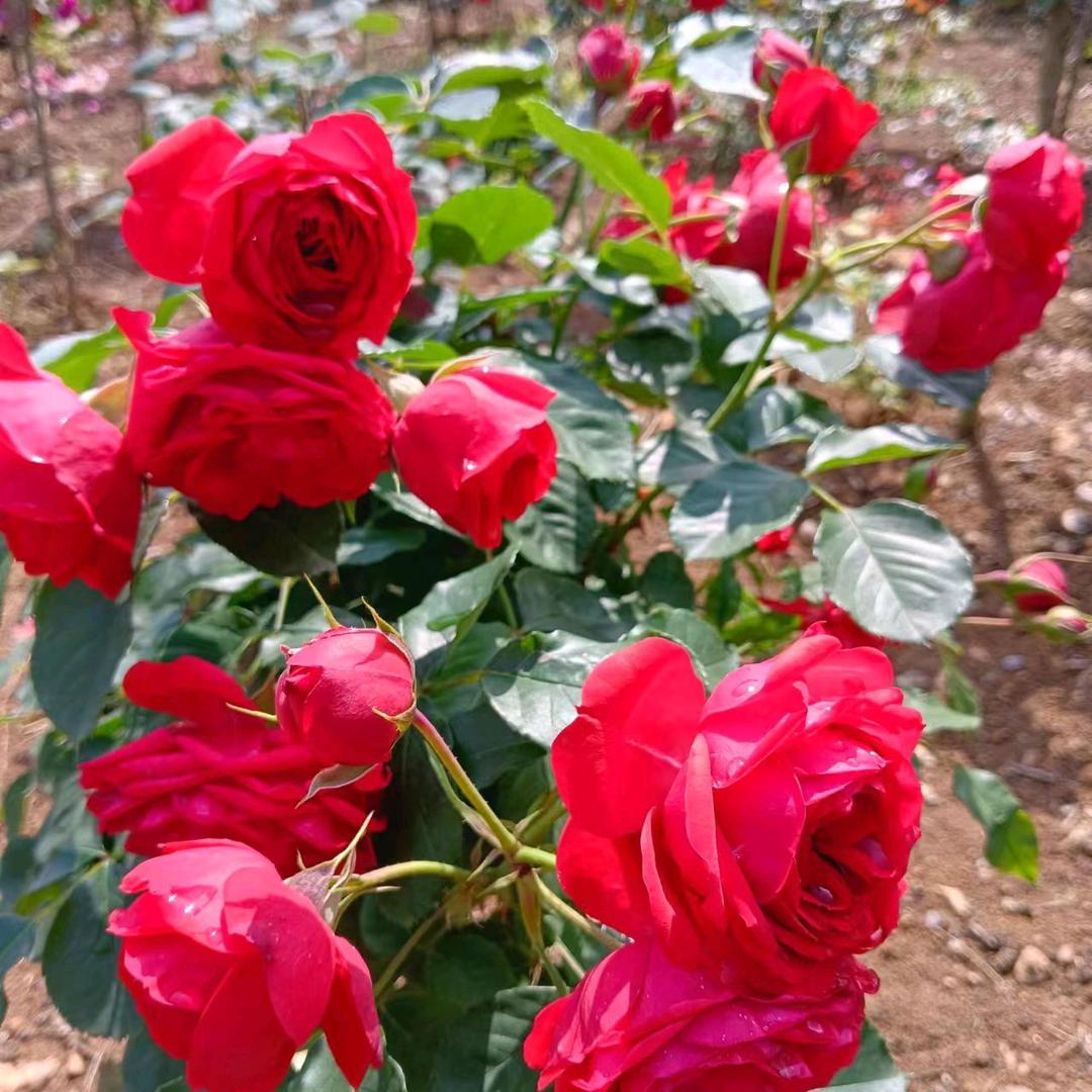 廖姐开荒保洁，大扫除，单次插玻璃