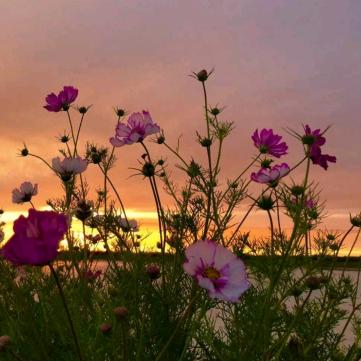 ☘️🍃🌻魏🍒