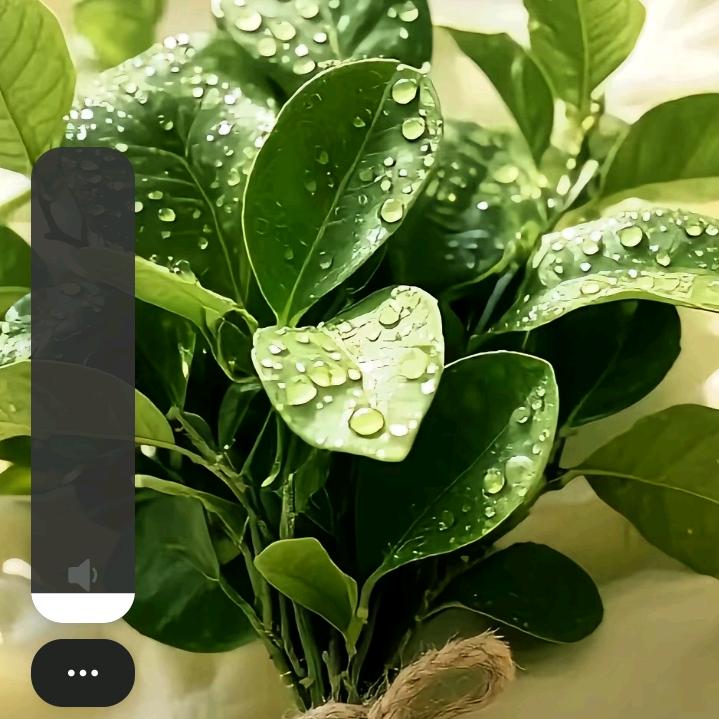 🍀🍀笑口常开！好运常伴🍀🍀