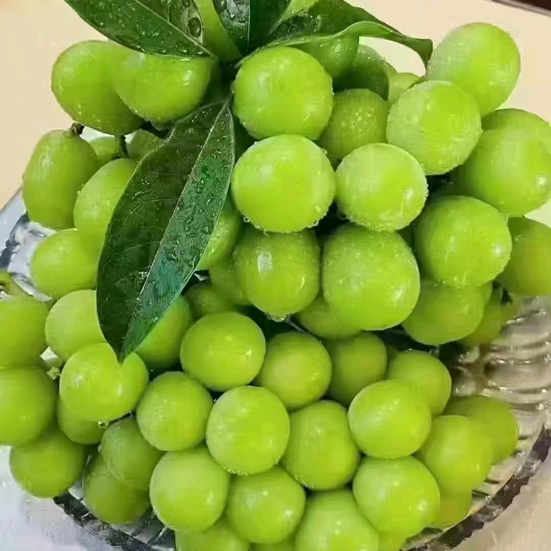 用户幸福的小草