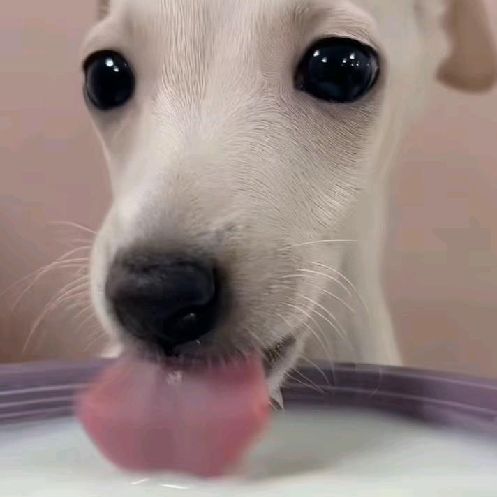 枝ll