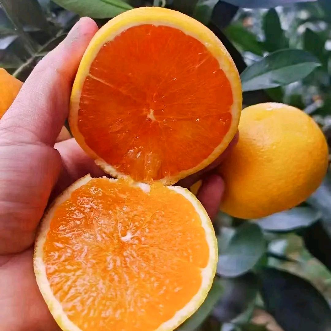 爱唱歌🎤🍊橙子大哥