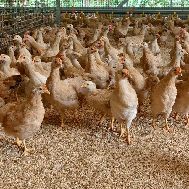 土满鲜 108号农场汪大姐