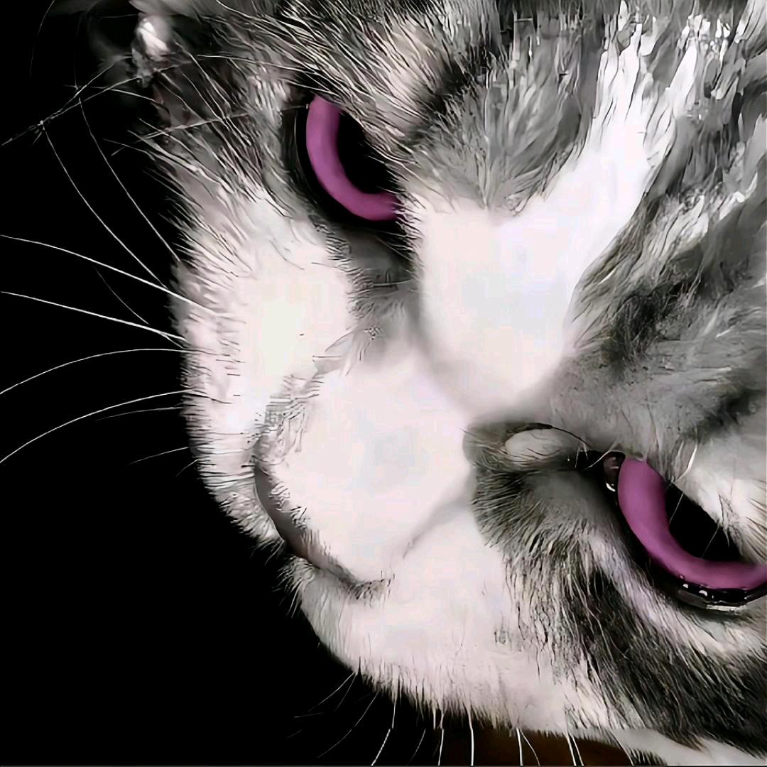 Sao Cat.（骚猫）
