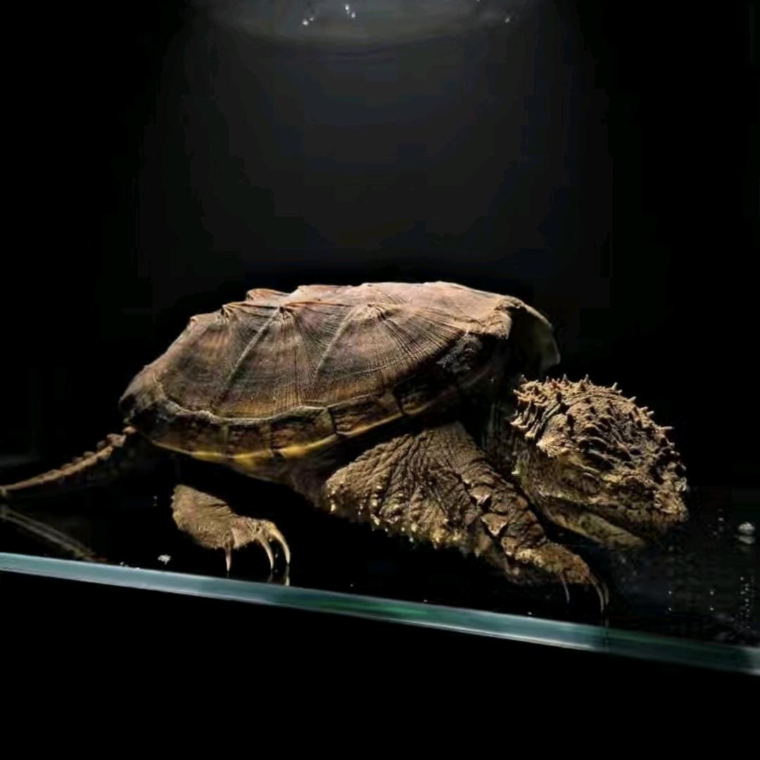 茂名龟宠严选小铺