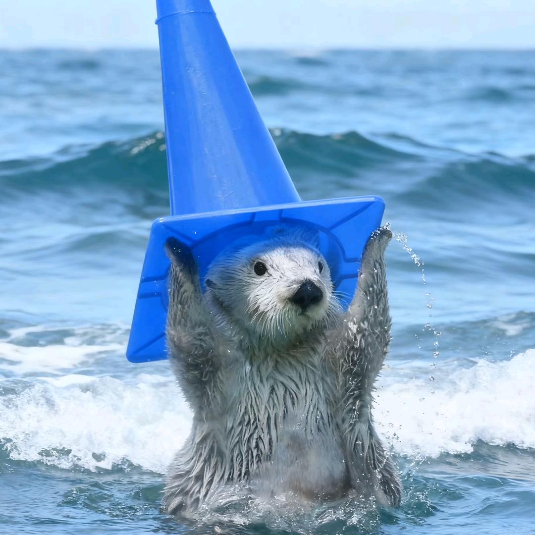 阿巴阿巴喵喵喵