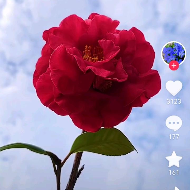 哈喽