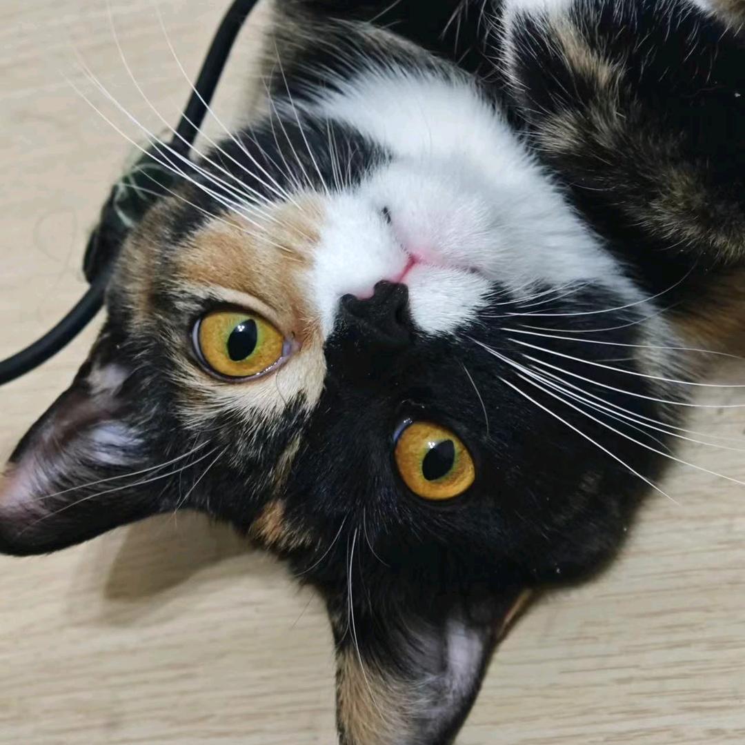 虫子
