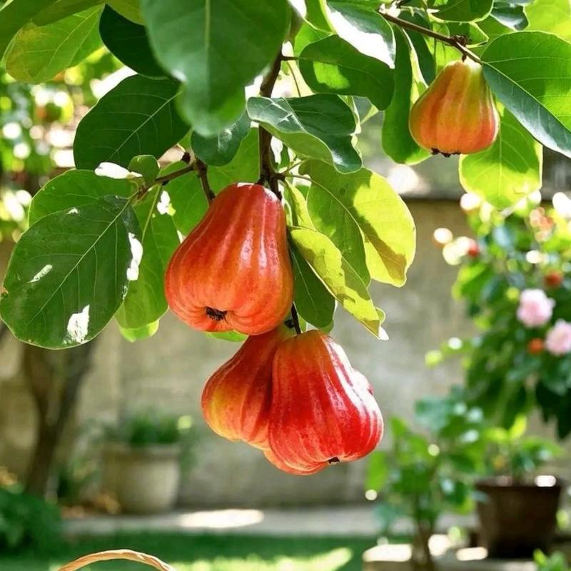 海锐果树苗基地