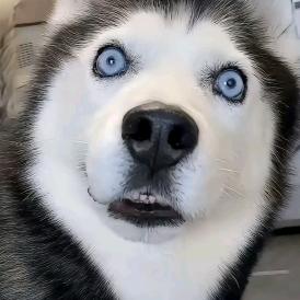 扣扣猪