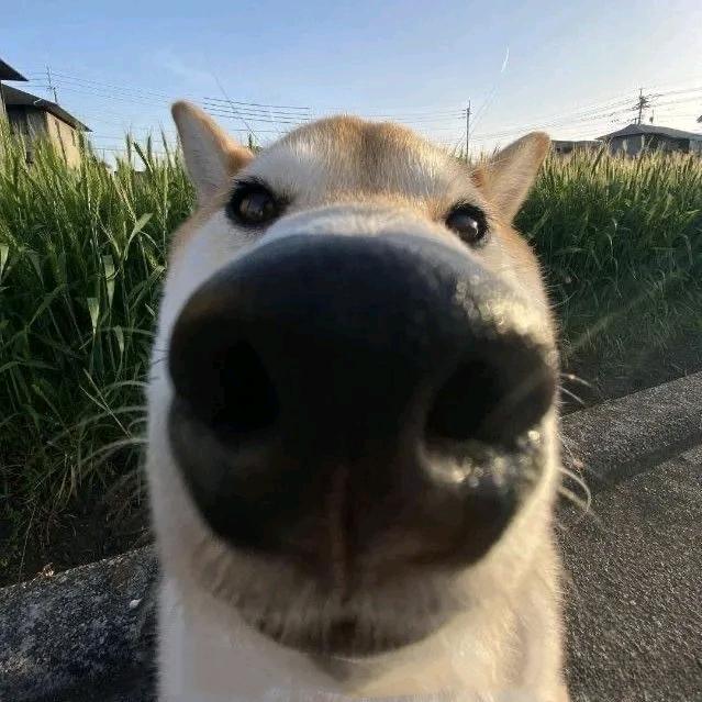 憨憨