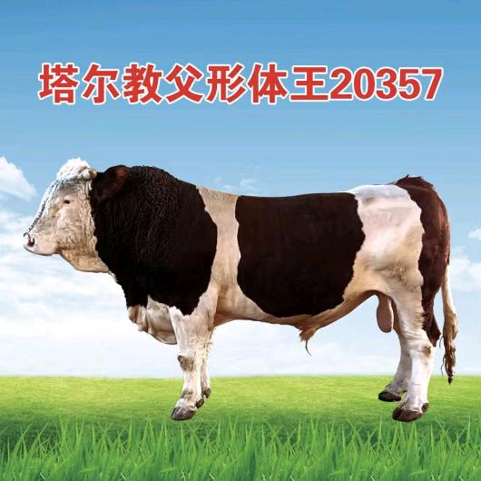 塔尔部落种公牛站