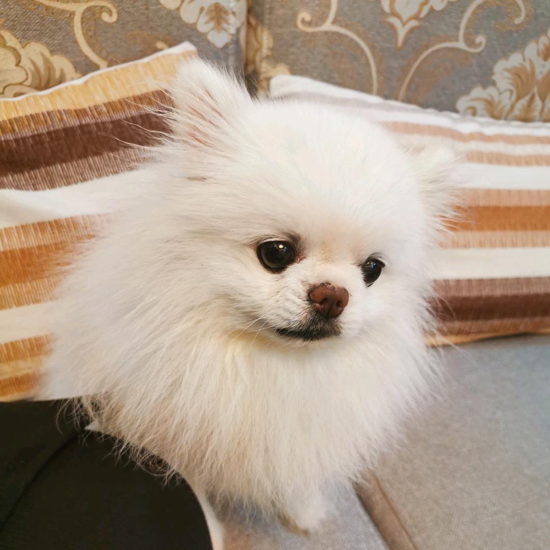 聊聊天的小斗笠