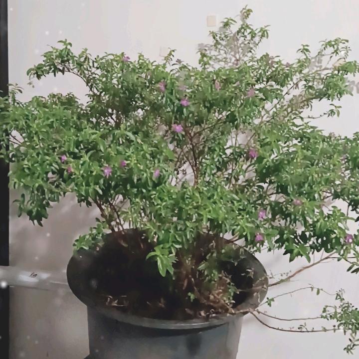 幸运