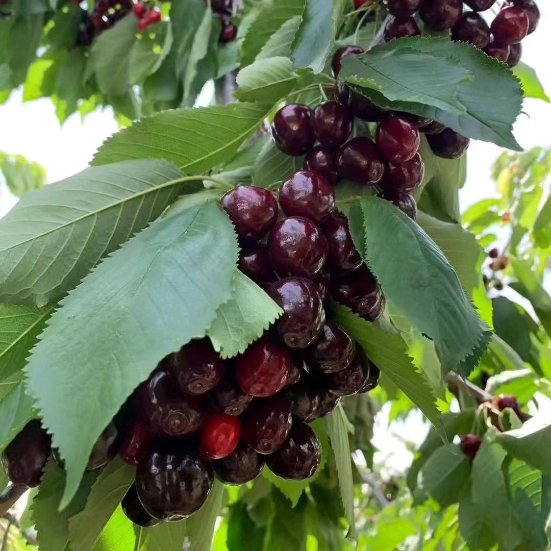 汉源车厘子邮政授权号