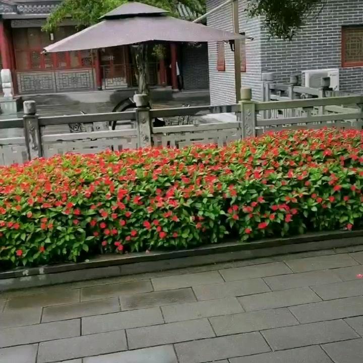 红星闪亮