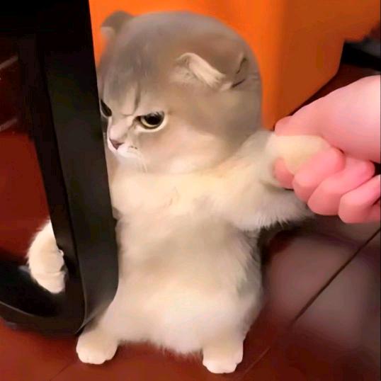 斗音一哥