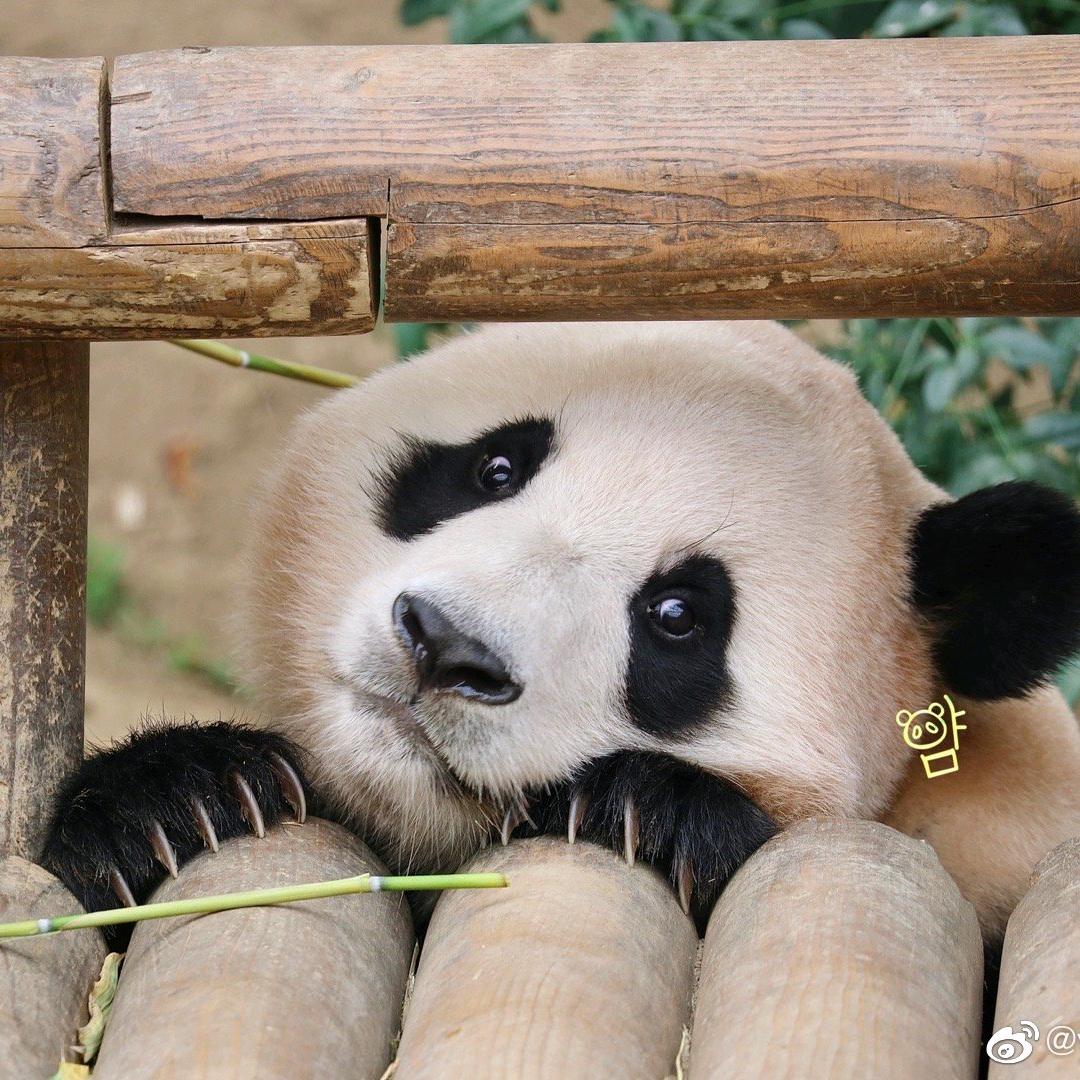 可爱福宝😍