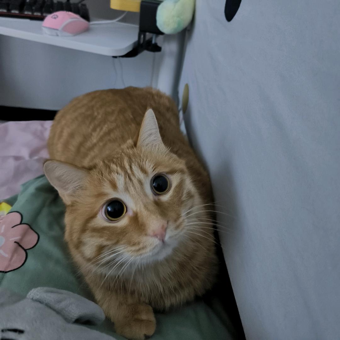 穿堂惊掠琵琶声