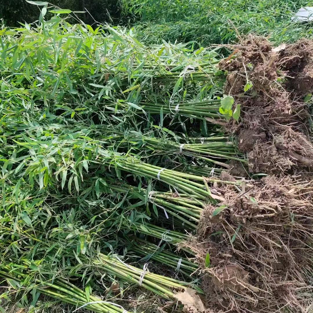 精品竹苗园艺