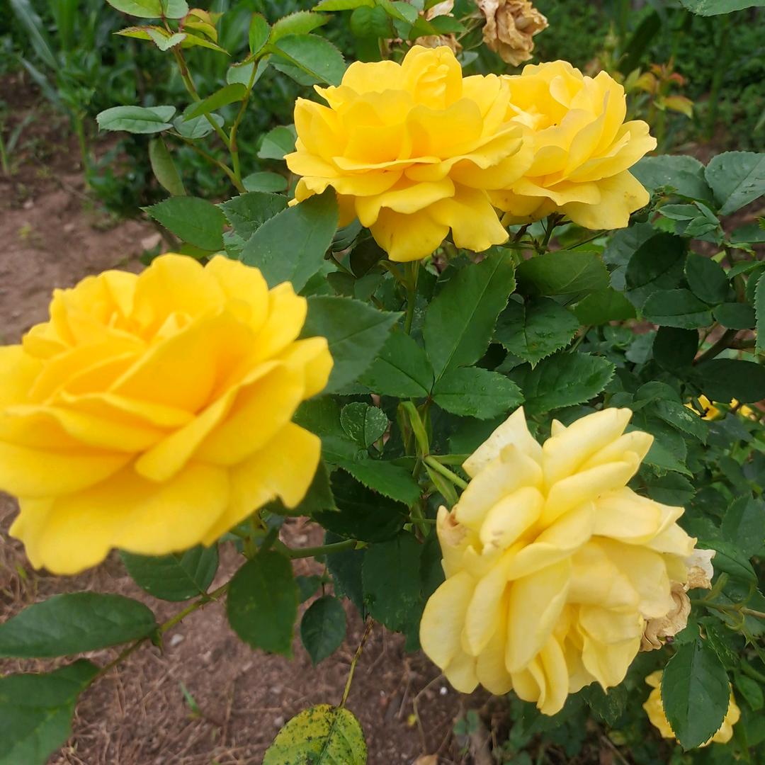 大何姐蔬菜批发