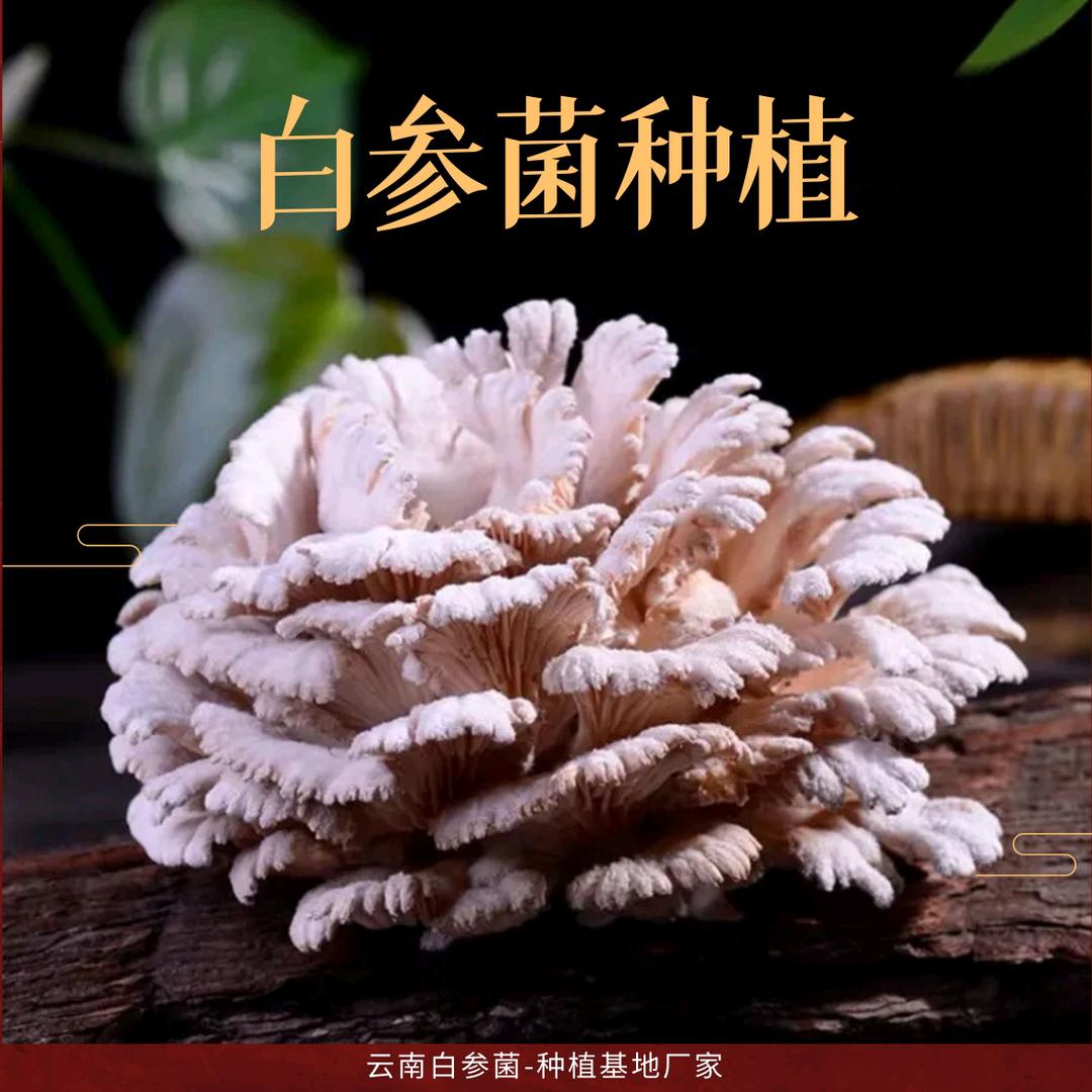 武哥教你种白参菌