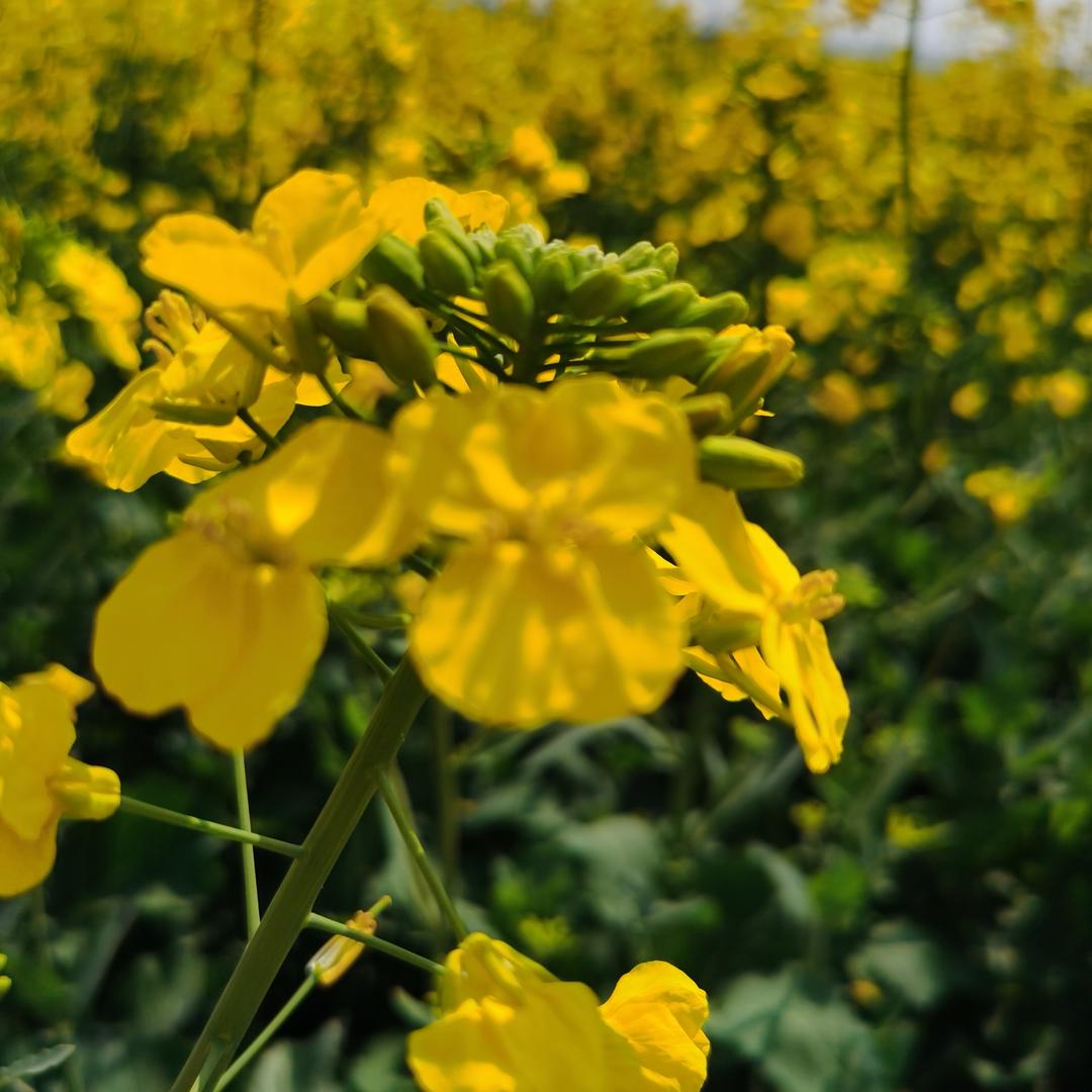柳暗🍊花明🌹