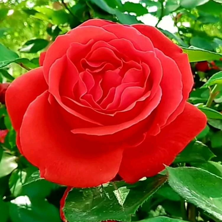 好运来💐🌷